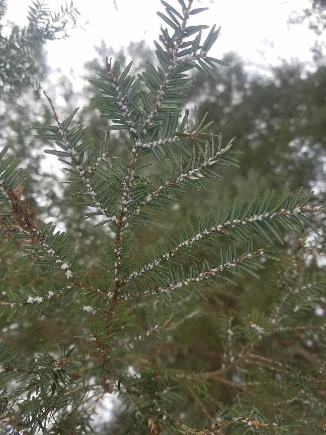 Hemlock branch infested with HWA ovisacs (small white balls at the base of the hemlock needles).